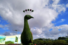 مجسمه گیاهی طاووس در...